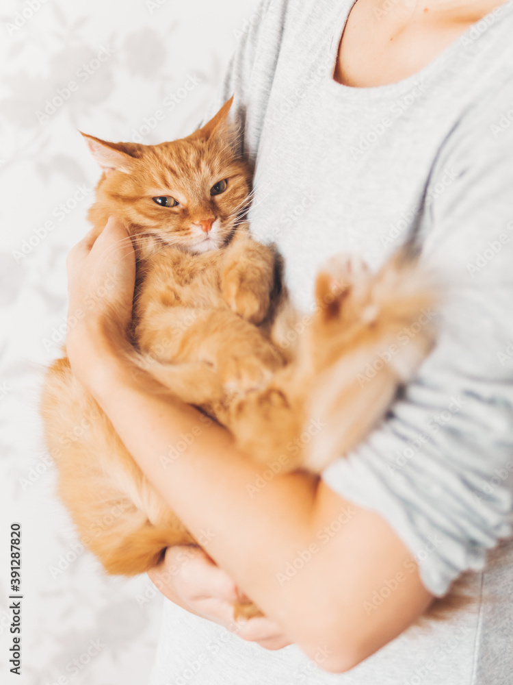 Woman cuddles her cute ginger cat. Fluffy pet looks pleased and sleepy. Fuzzy domestic animal. Cat lover.