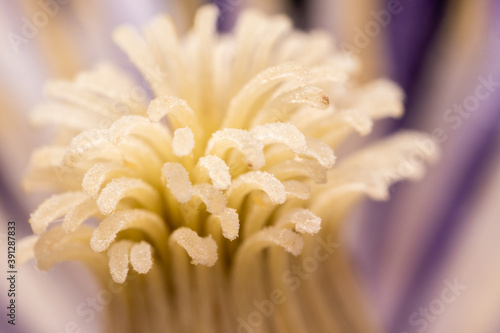 The central part of the clematis flower, stamens, pestles, macro.