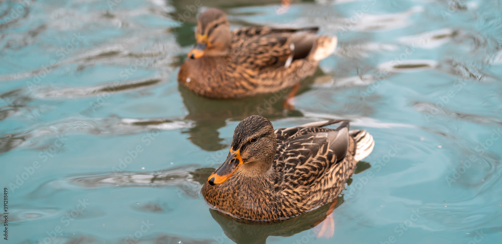Two female wild duck swimming on the lake Two female wild duck swimming on the lake