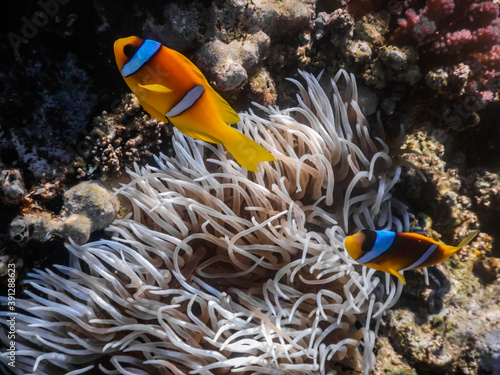 two anemone fish in the anemone hideout in the red sea