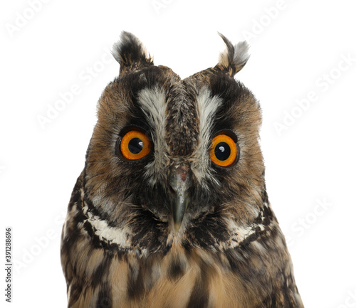 Beautiful eagle owl on white background  closeup. Predatory bird