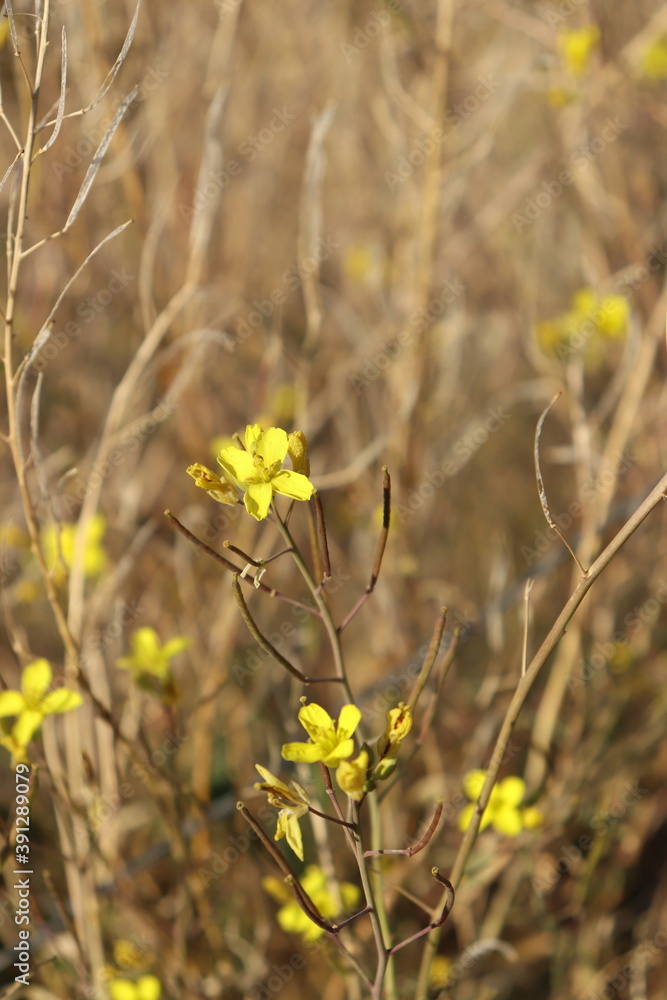 Obraz premium yellow wild flowers in their natural environment
