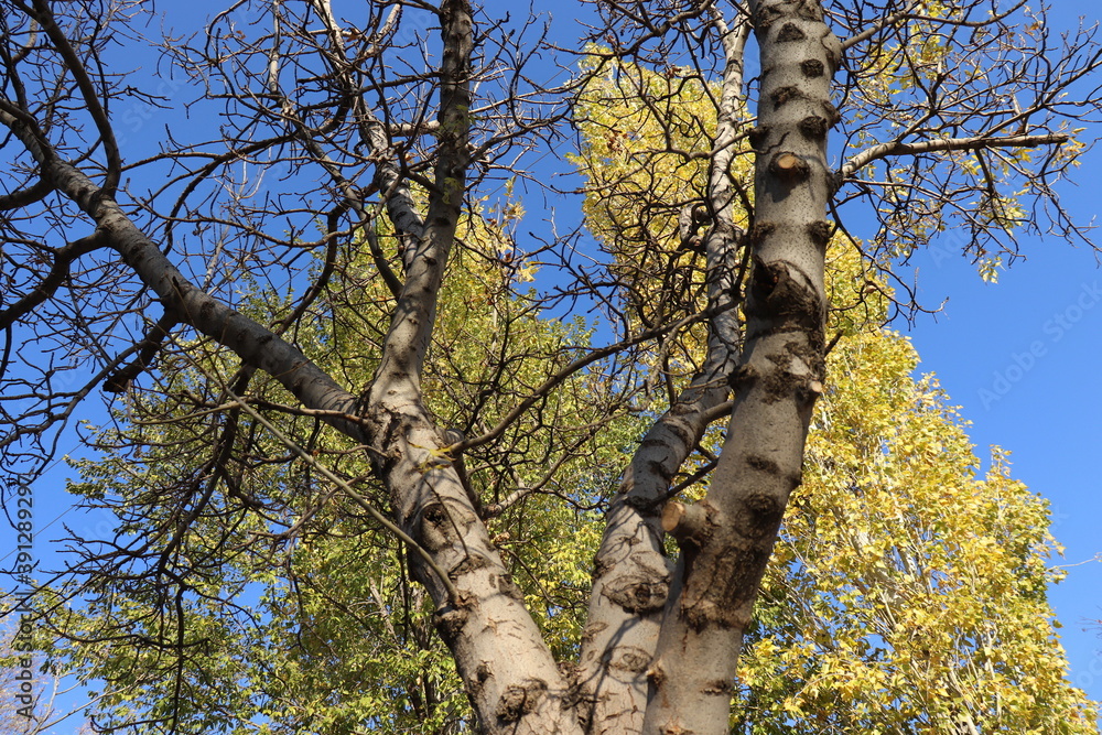 Fototapeta premium yellow withered leaves and trees in the autumn season, landscape and background