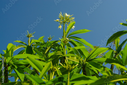 Amazing green tree, full of flowes with blue sky.