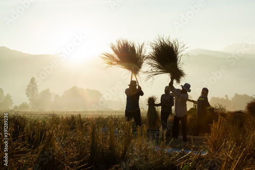 Farmers silhouettes threshing rice at sunrise. Rice grain threshing during harvest golden hours in northern Thailand. Agriculture workers harvesting field while sunset sky. Work as a group. Teamwork. photo