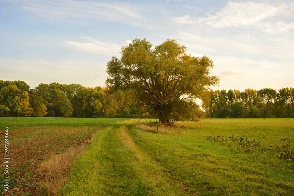 Beautiful autumn season landscape meadow and single tree on a field