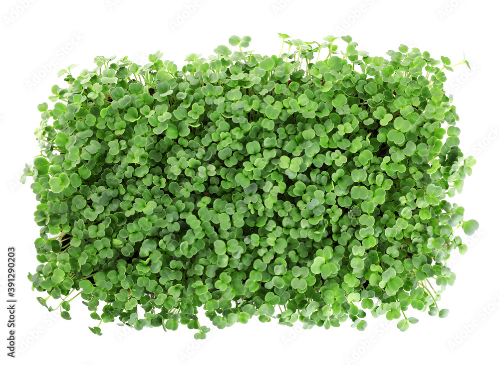 Obraz premium Fresh organic microgreen on white background, top view