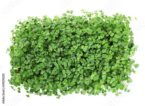 Fresh organic microgreen on white background, top view