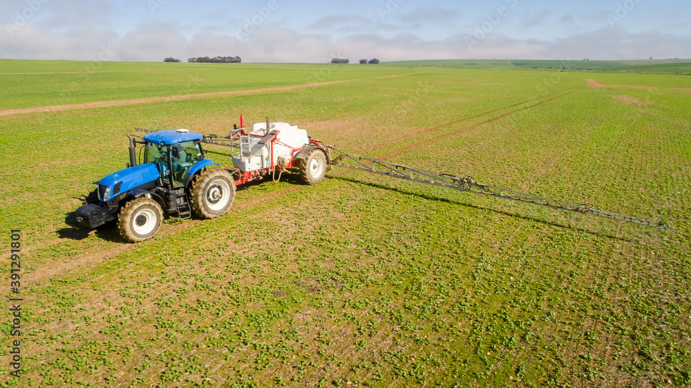Obraz premium Wide angle image of a crop spray machine spraying chemicals on wheat crop on a farm in south africa