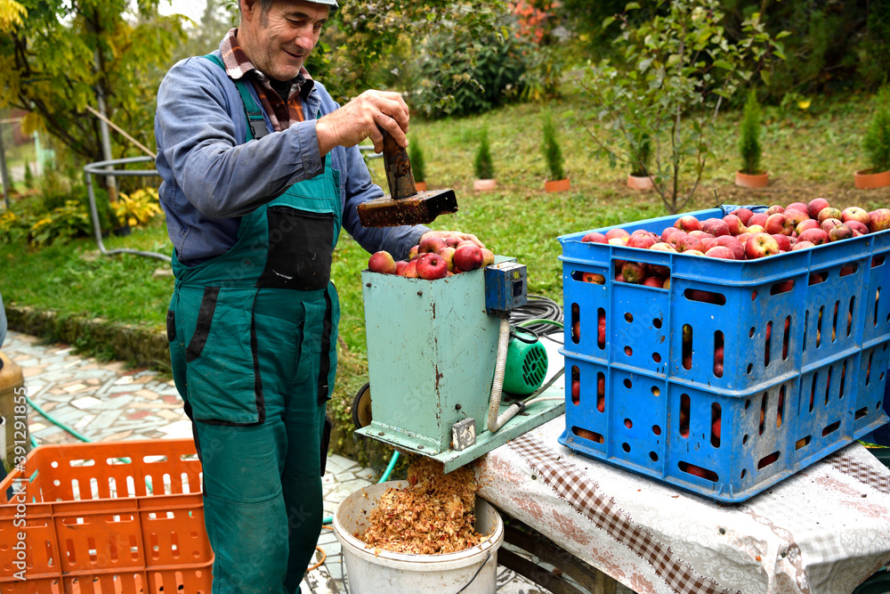 Fruit grower throws apples into a crusher machine making brash