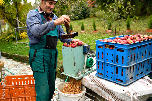 Fotografia Fruit grower  throws apples into a crusher machine making brash