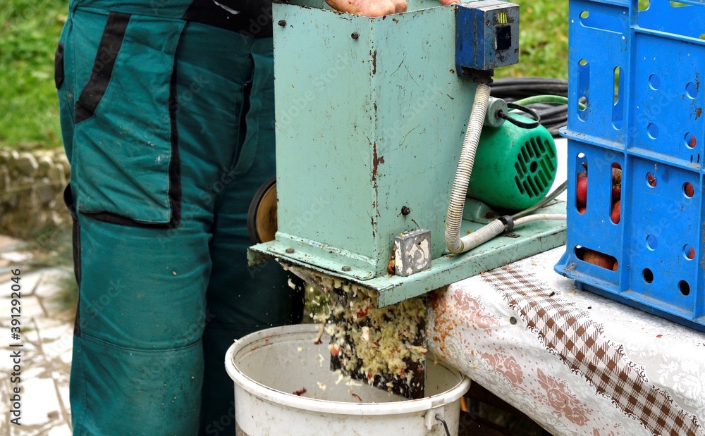 Fruit grower throws apples into a crusher machine making brash Fruit grower throws apples into a crusher machine making brash