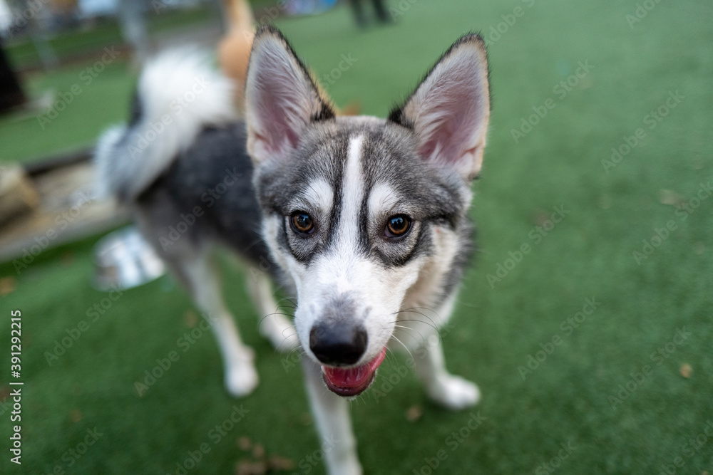 Alaskan Klee Kai smiling
