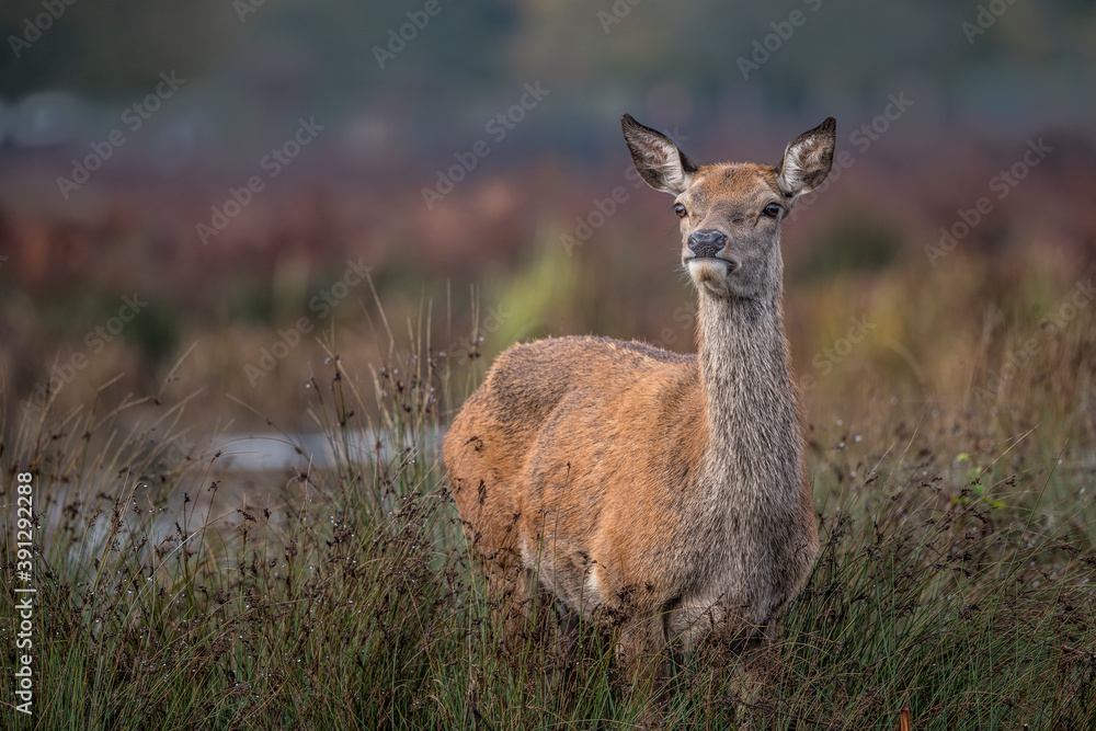Deer keeping a look out Deer keeping a look out