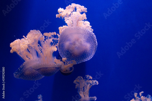 Pink-orange jellyfish in the blue ocean water, abstract background