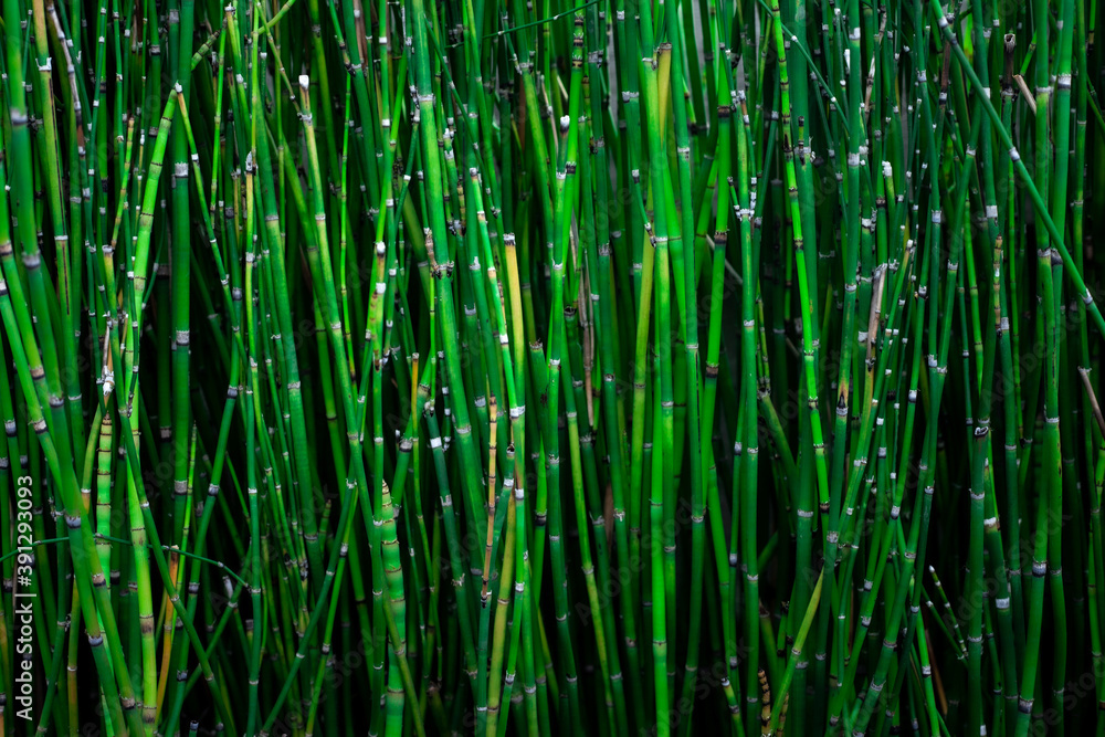 closeup nature view of tropical leaf background, dark tone concept closeup nature view of tropical leaf background, dark tone concept