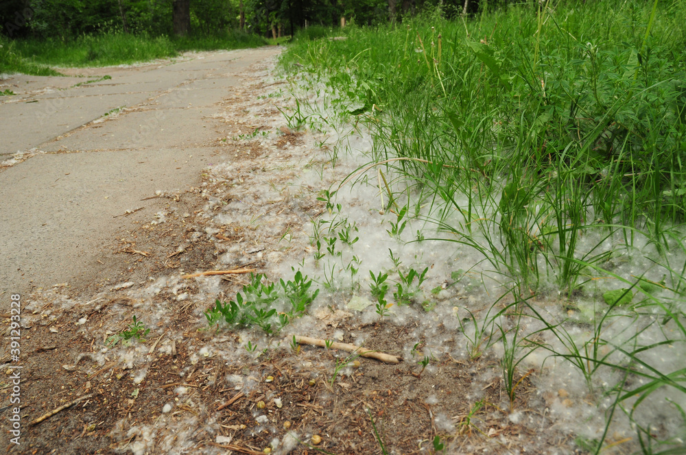 Obraz premium A close-up of white fluff, wool from poplar trees on the ground in the grass along the roads and pathways as a cause of tree pollen allergy during cottonwood pollination season.