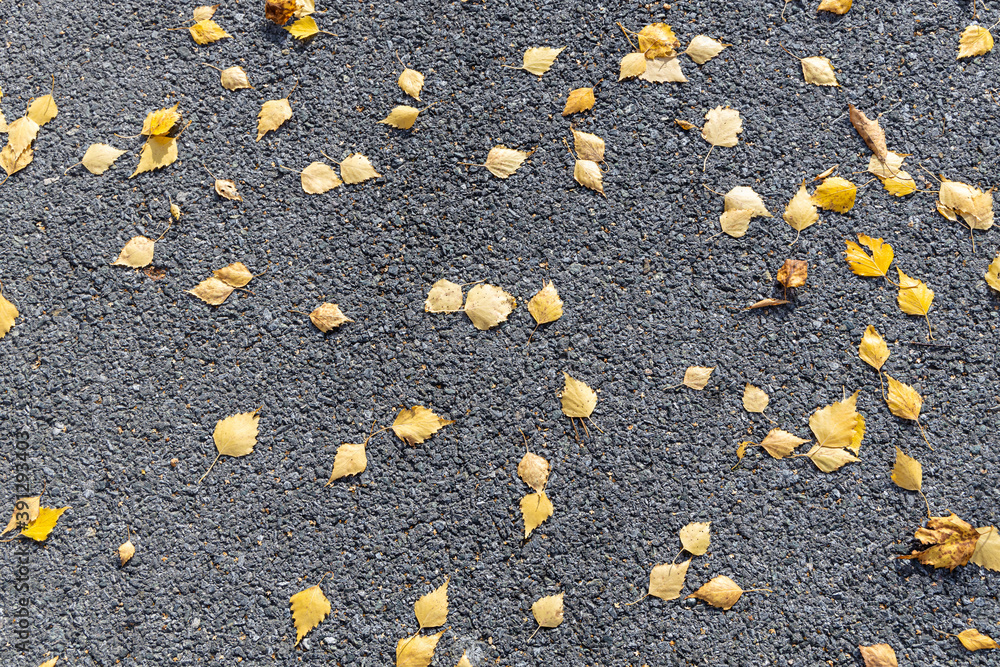 Texture of gray asphalt with orange and yellow leaves is in the park in autumn Texture of gray asphalt with orange and yellow leaves is in the park in autumn