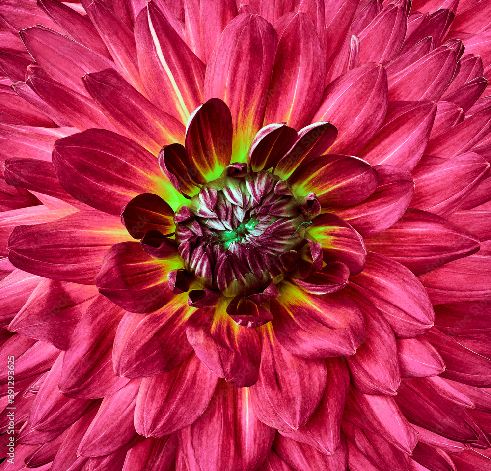 Obraz premium pink flower dahlia. Closeup. Nature.