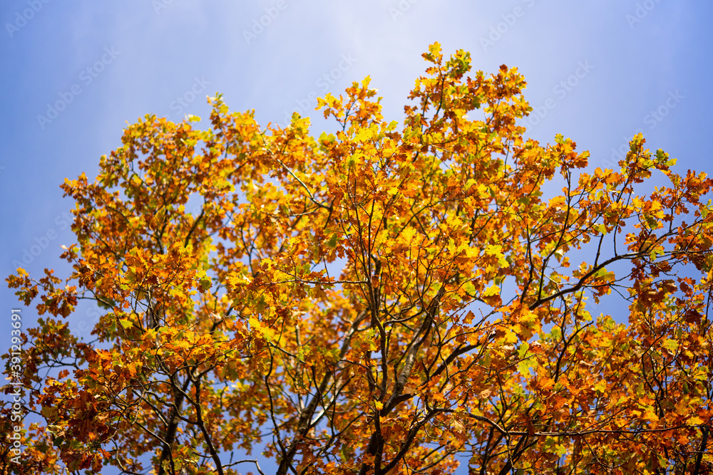 bunte Eiche im Herbst bunte Eiche im Herbst