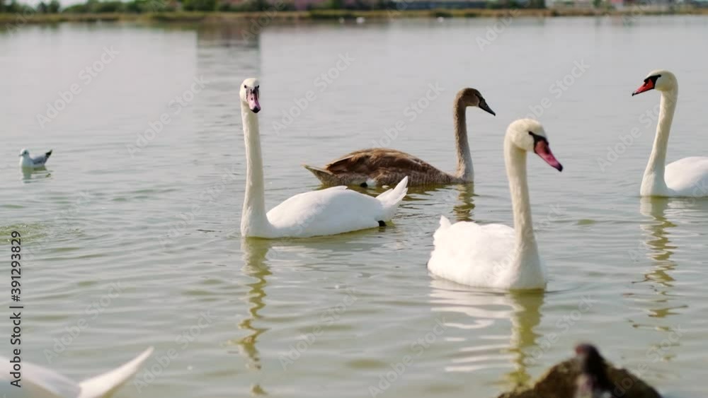 Beautiful sea swans come ashore in search of food. Beautiful sea swans come ashore in search of food.
