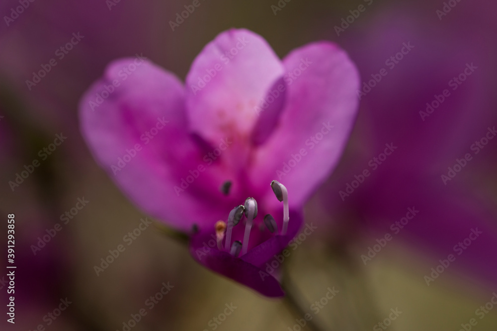 Obraz premium ツツジ