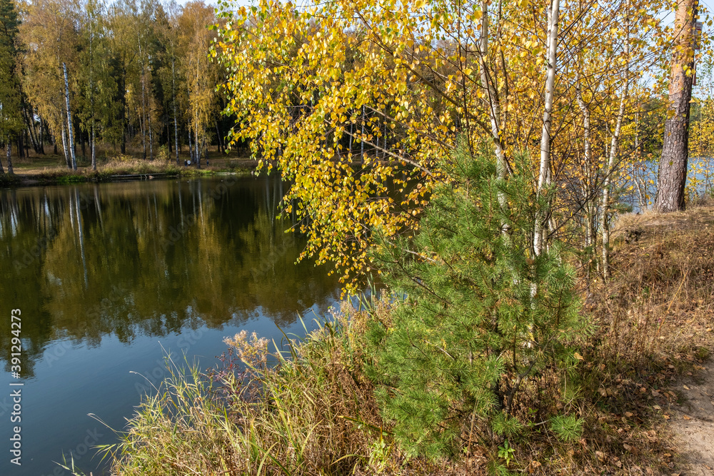 Autumn landscape with yellow birch leaves and a small green pine tree on the river Bank.