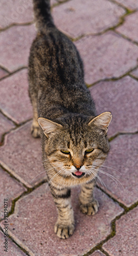 Gray cat eats food outdoor one autumn day.