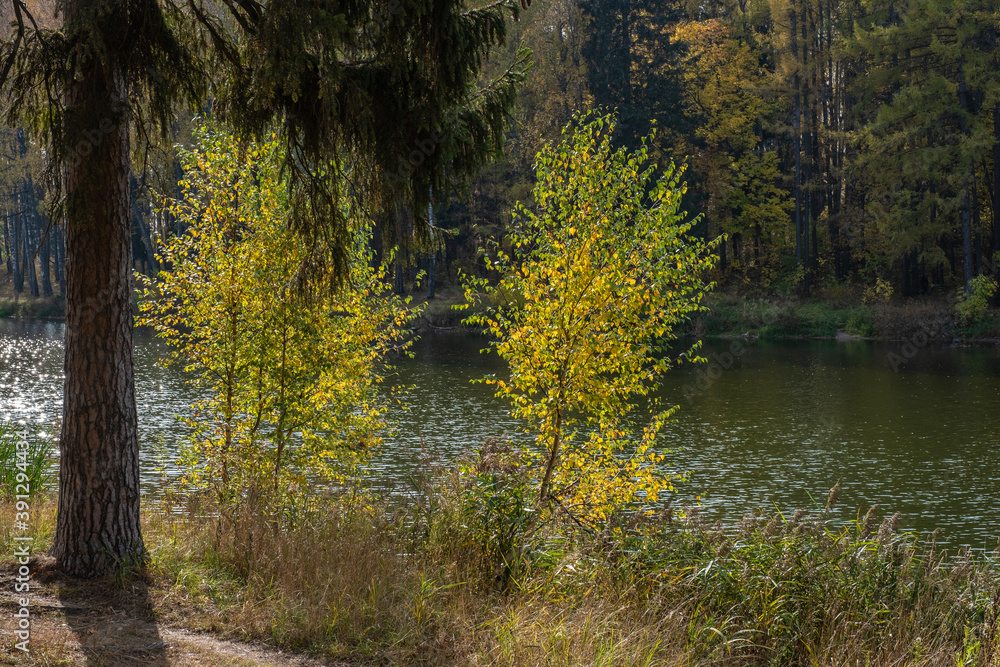Young birches with yellow leaves in the background light of the river. Young birches with yellow leaves in the background light of the river.