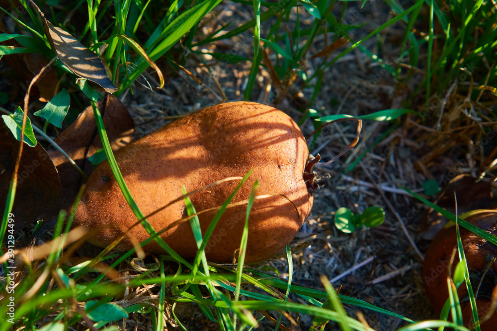 Rotting pear on autumn leaf Rotting pear on autumn leaf