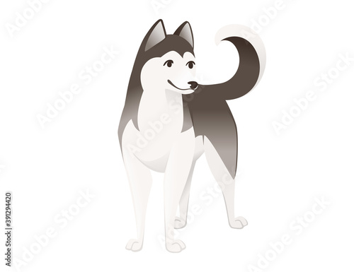 Cute domestic dog Siberian Husky Purebred cartoon animal design flat vector illustration