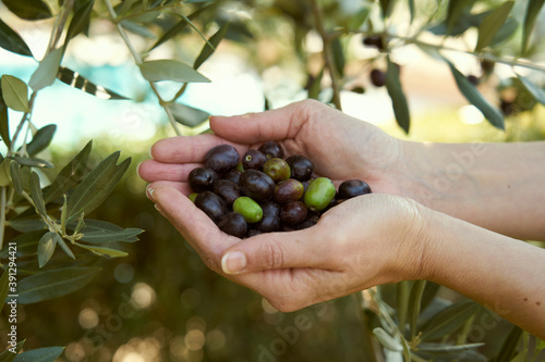 Young farmer shows the olives she has just picked from the tree. She picks the black olives in her hands while in the background you can see the olive trees ready for harvesting.