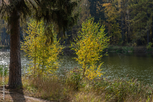 Young birches with yellow leaves in the background light of the river.