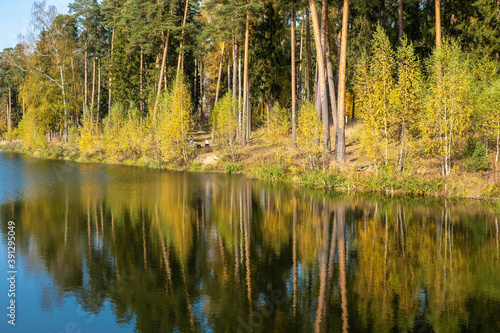 River Bank with tall pine trees reflected in the water on an autumn day.