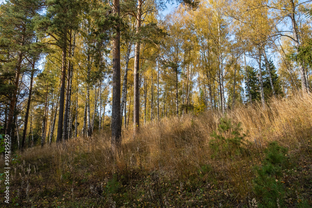 Forest autumn landscape with tall grass and yellow leaves of the birch trees.