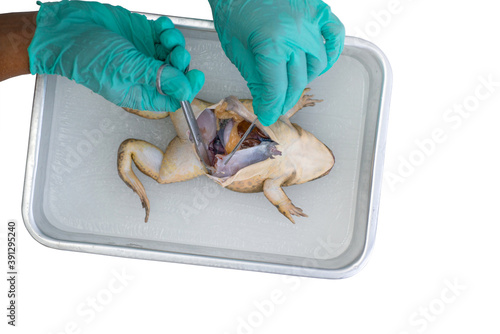 Fotografi Student hands dissecting frog, anatomy for educational purpose, education Scienc