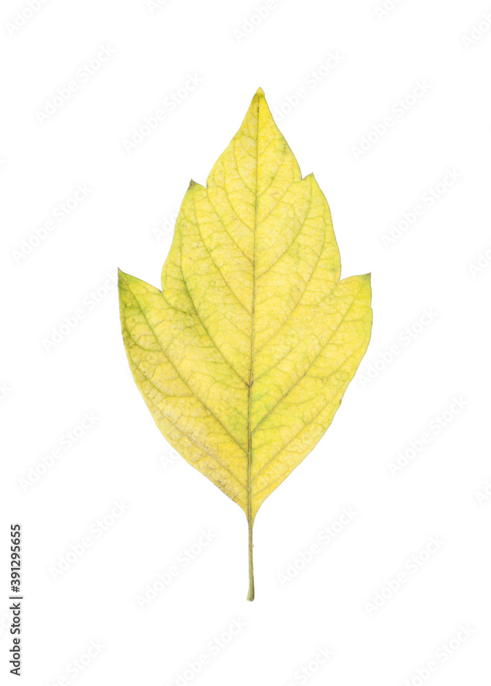 Fototapeta premium Beautiful leaf isolated on white. Autumn season