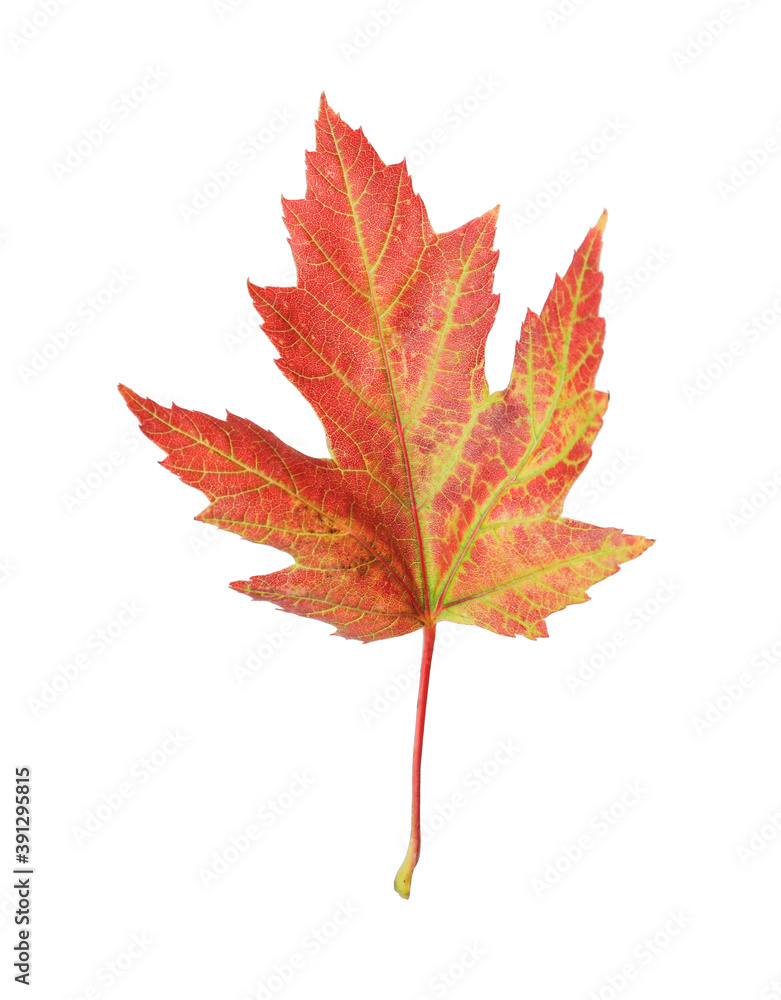 Beautiful leaf isolated on white. Autumn season Beautiful leaf isolated on white. Autumn season