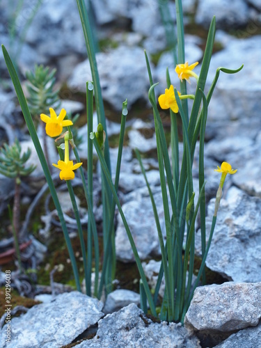 Wildflower (Narcissus calcicola)