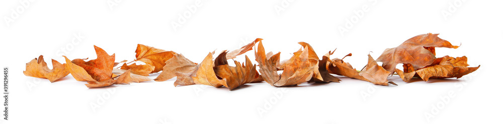 Heap of fallen leaves on white background. Autumn season Heap of fallen leaves on white background. Autumn season
