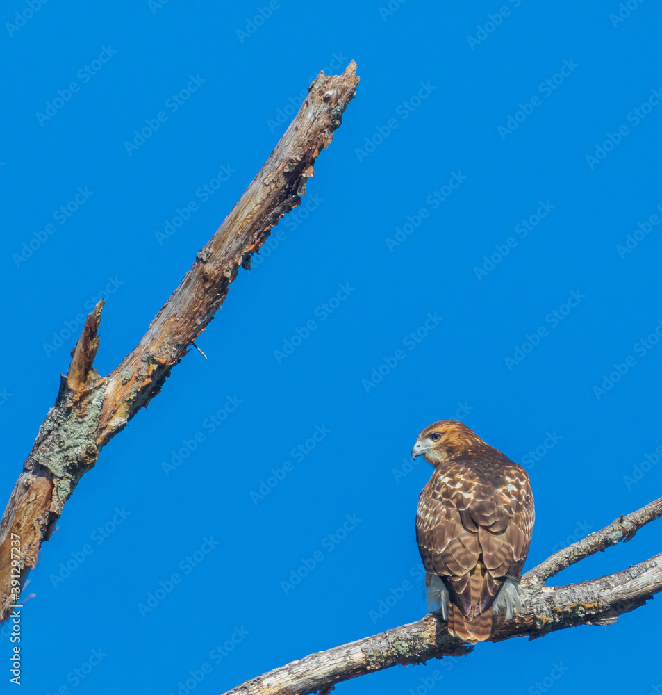 Red tailed hawk with branches and a blue sky Red tailed hawk with branches and a blue sky