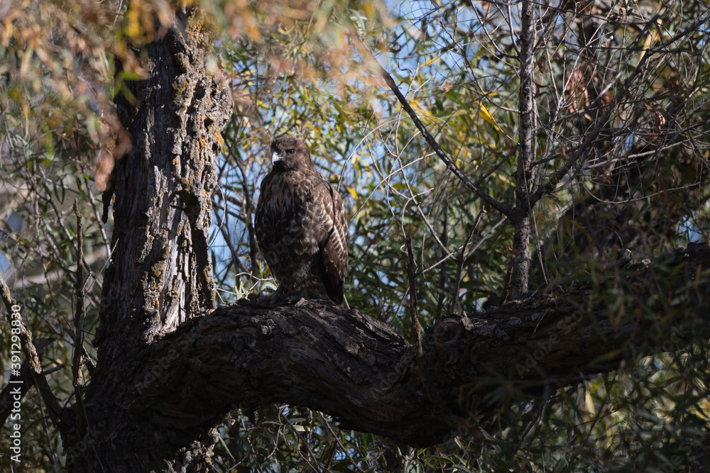 Red-Tailed Hawk Blending in Perched on a Branch of a Large Tree Red-Tailed Hawk Blending in Perched on a Branch of a Large Tree