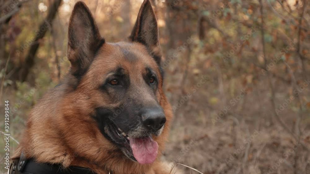 Purebred German Shepherd Dog Resting in Dry Grass in Pine Forest. Autumn Mood with Domestic Animal Playing Outdoors and Staring to the Camera Purebred German Shepherd Dog Resting in Dry Grass in Pine Forest. Autumn Mood with Domestic Animal Playing Outdoors and Staring to the Camera