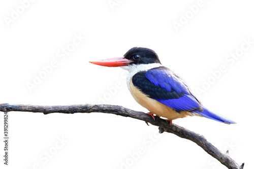 Beuatiufl blue bird with brown belly black head and bright red beaks perching on old branch isolated on white background