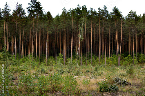 Beautiful and ecologically clean forest with tall trees