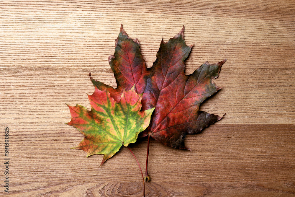 Obraz premium Dry autumn leaves of maple tree on wooden table, flat lay