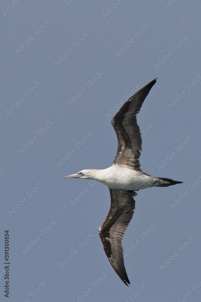 Obraz premium Northern Gannet, (Morus bassanus) immature in flight against blue sky, Pendeen, Cornwall, England, UK.