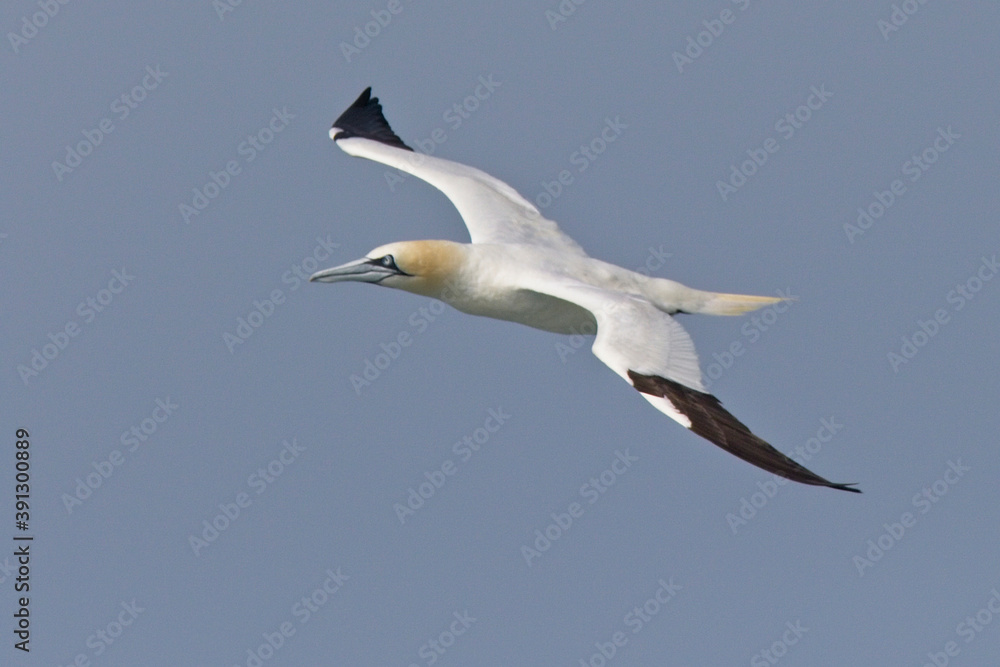 Obraz premium Northern Gannet, (Morus bassanus) adult in flight against blue sky, Pendeen, Cornwall, England, UK.