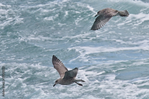 European Herring Gull (Larus argentatus), two juveniles flying over the sea, Pendeen, Cornwall, England, UK.