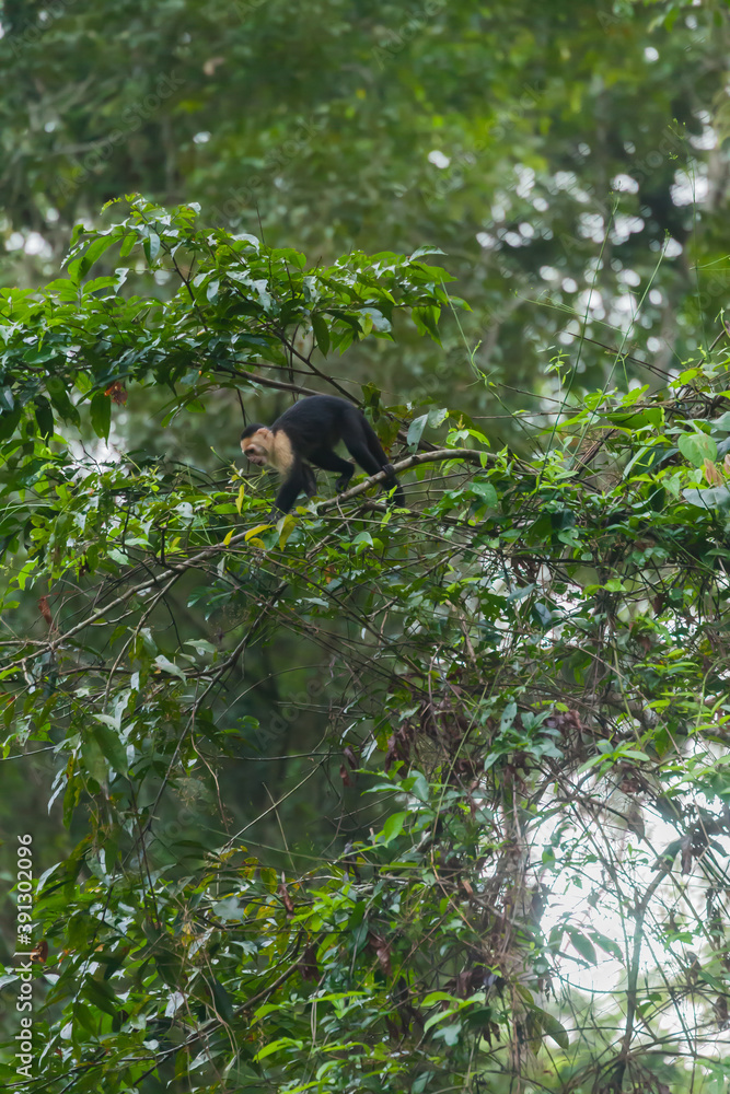 Obraz premium Costa Rica, Mawamba lodge, Tortuguero